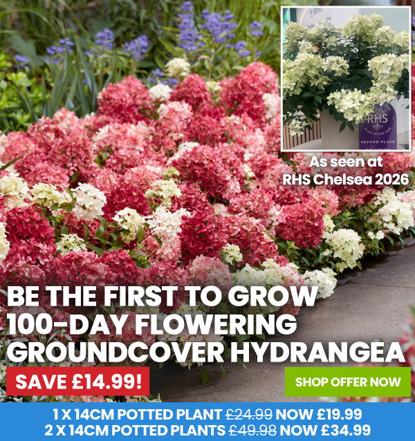 Hydrangea paniculata 'Groundbreaker Ruby'