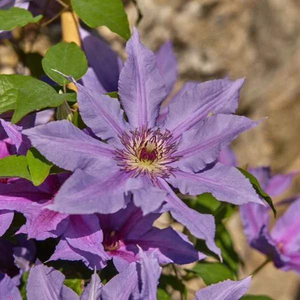 Image of Tumaini™ Clematis