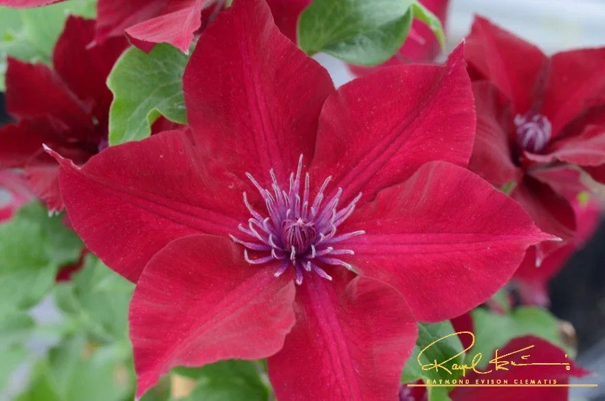 Image of Nubia™ Clematis