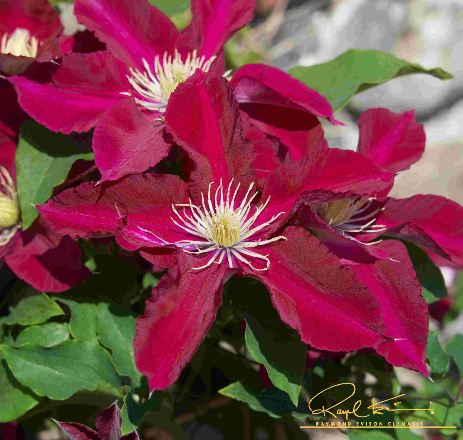 Image of Elpis™ Clematis