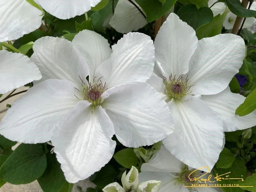 Image of Guernsey Flute™ Clematis