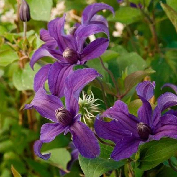 Image of Sapphire Indigo™ Clematis