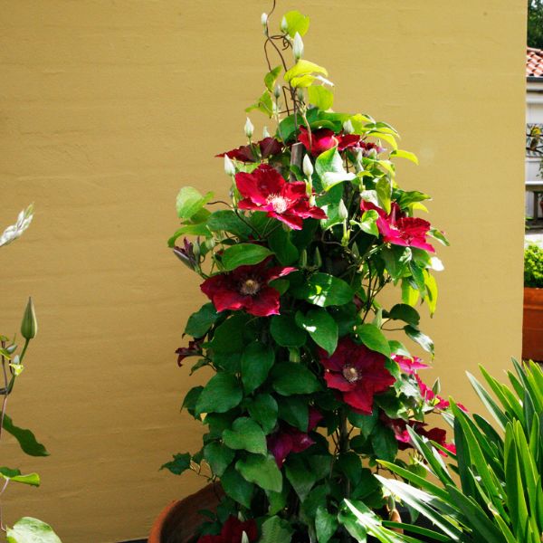 Image of Jie™ Clematis