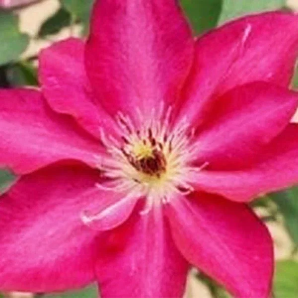 Image of Garland® Tekla™ Clematis