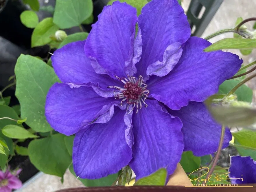 Image of Lindsay™ Clematis