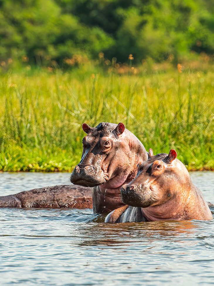 Immersion en Afrique du Sud