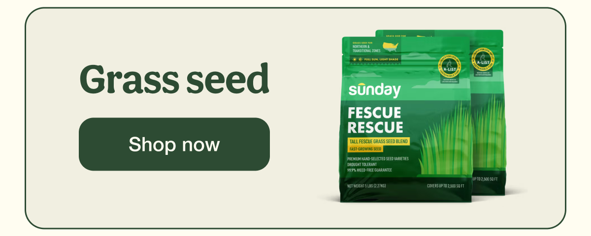Grass seed | Shop now