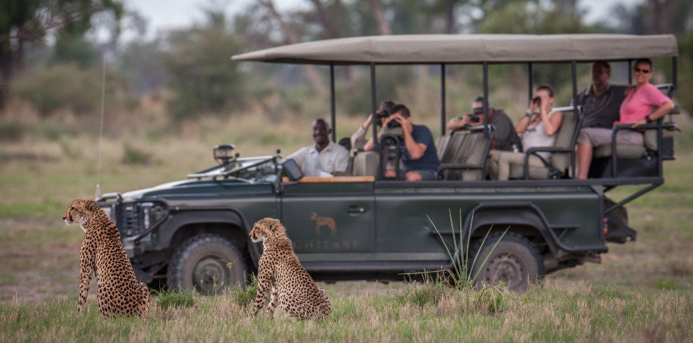 Photographers capturing cheetahs from a safari vehicle in Botswana’s wilderness