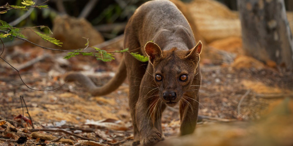 Rare fossa moving quietly through Madagascar’s forest