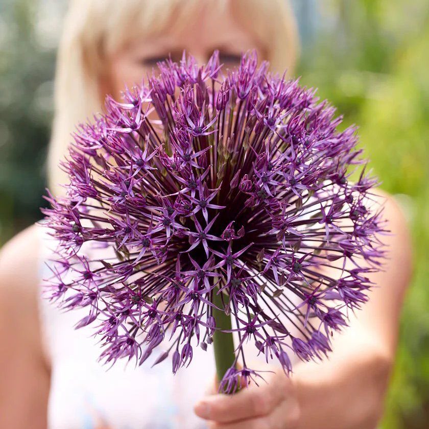 Giant Allium Universe - In Bud & Bloom