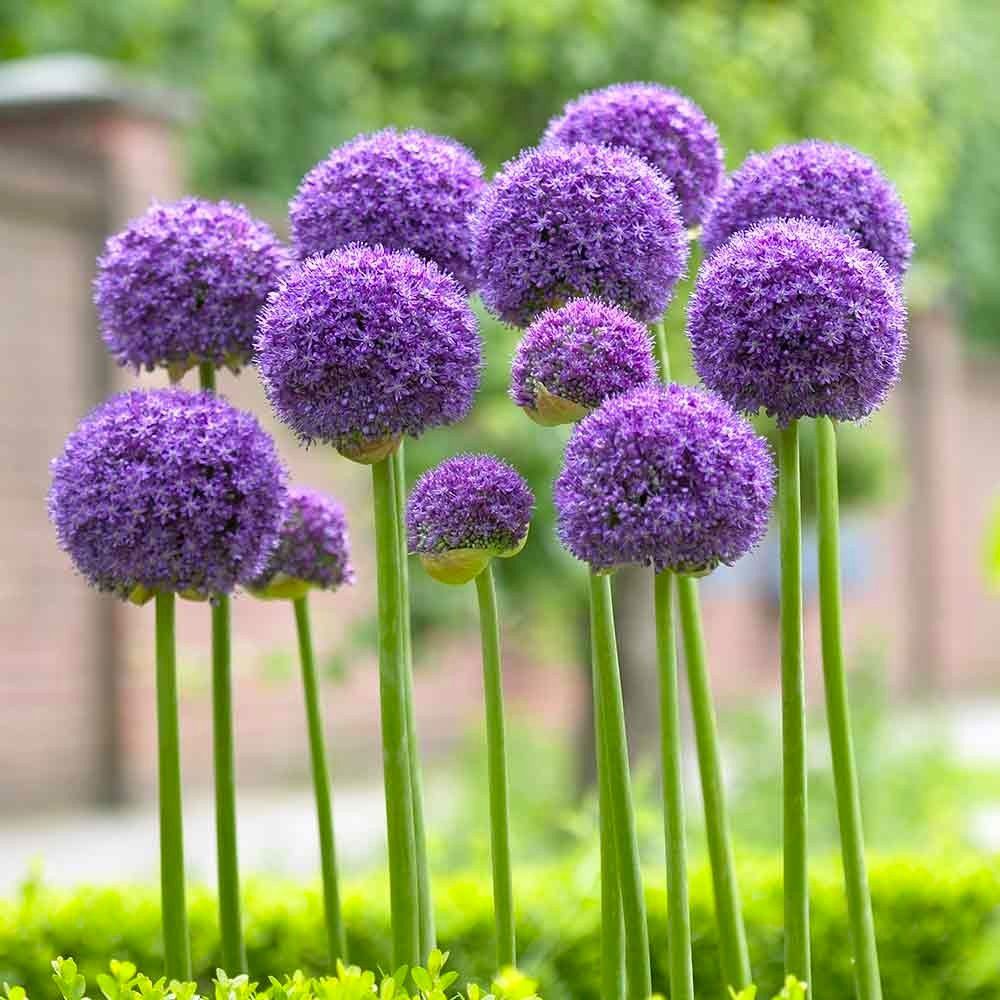 Allium Gladiator - In Bud & Bloom