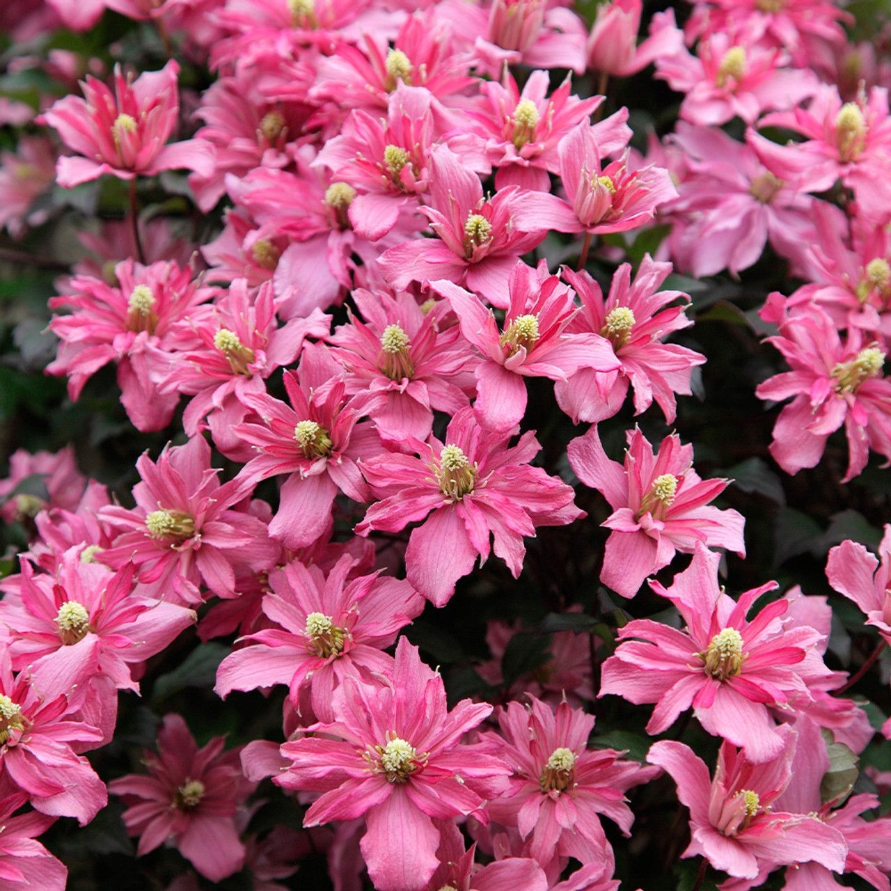 Clematis montana ‘Broughton Star’