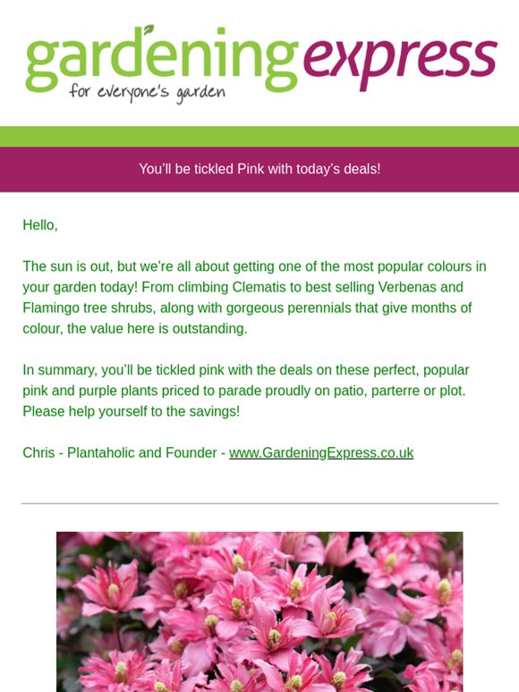 You'll be tickled pink with this!  Double Clematis Just 4.99, Verbena bonariensis 3 for 14.99, Flamingo Tree Shrub just 12.99, and much much more