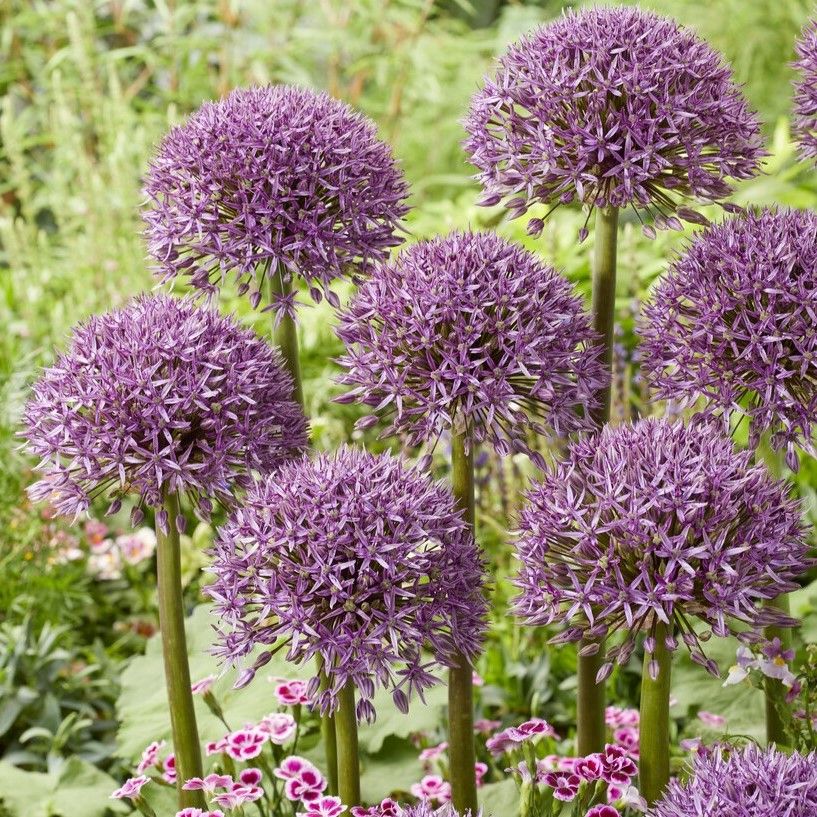 Allium Jackpot - In Bud & Bloom