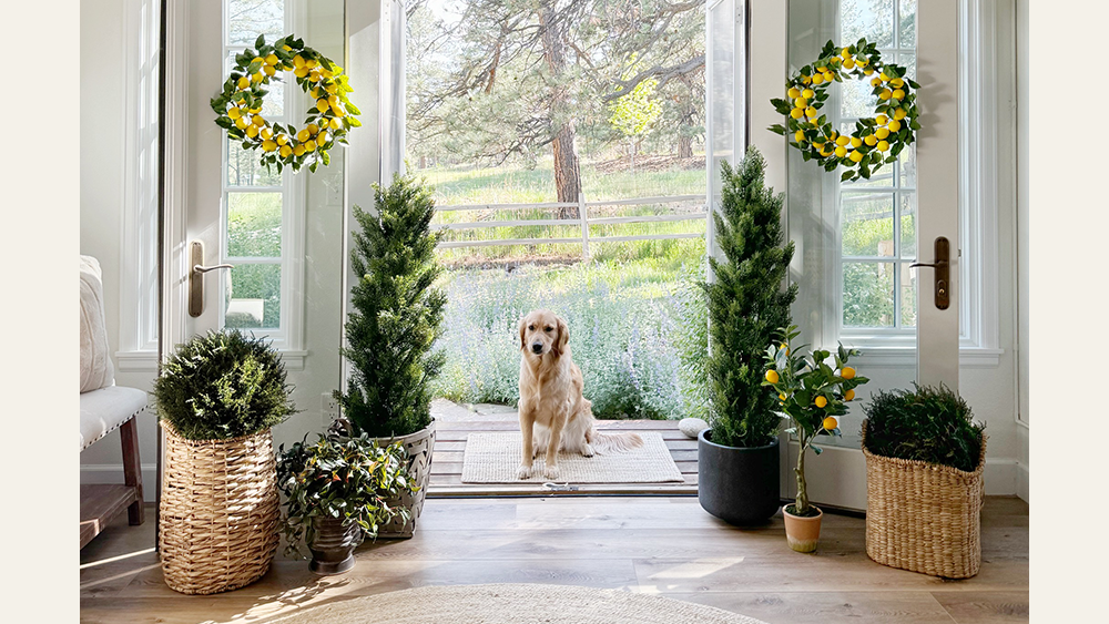 Shop Outdoor Bushes