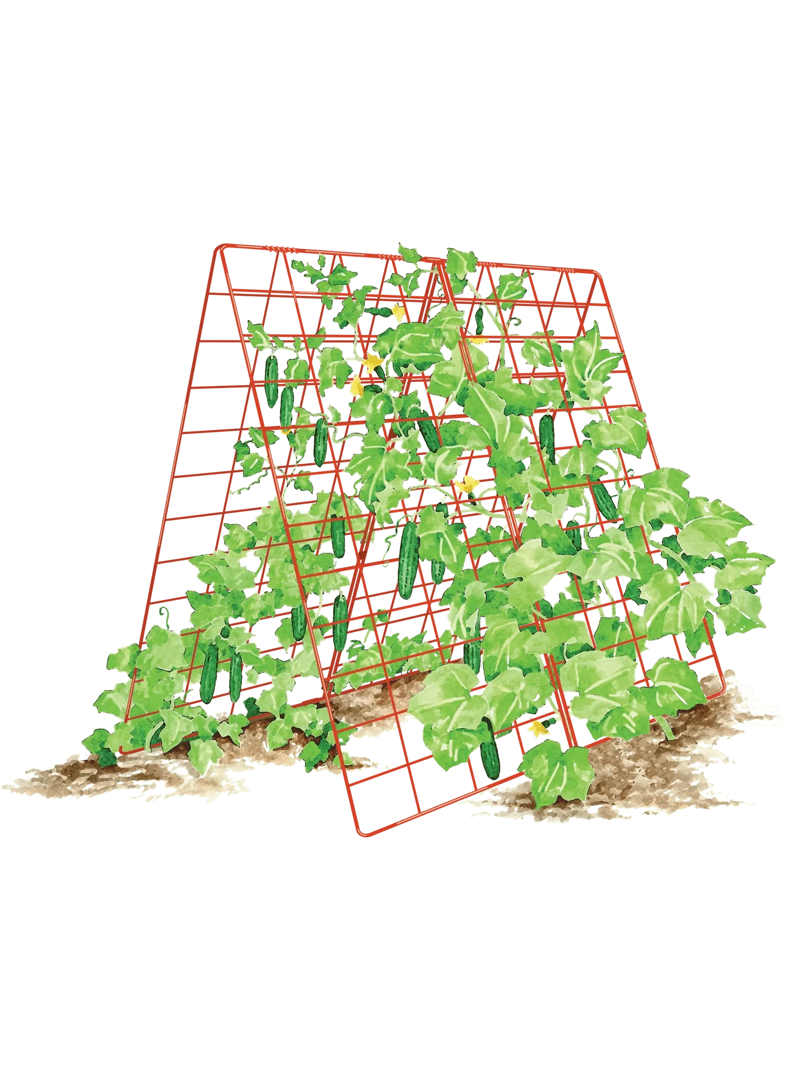 Image of Deluxe Cucumber Trellis
