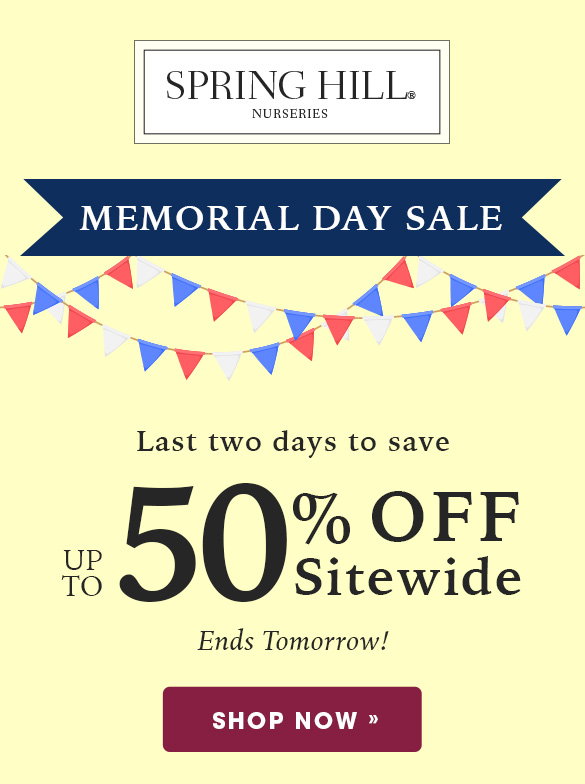 Memorial Day Sale | Up to 50% OFF Sitewide