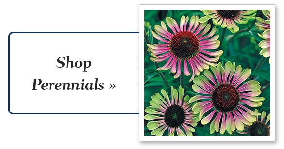 perennial_plants