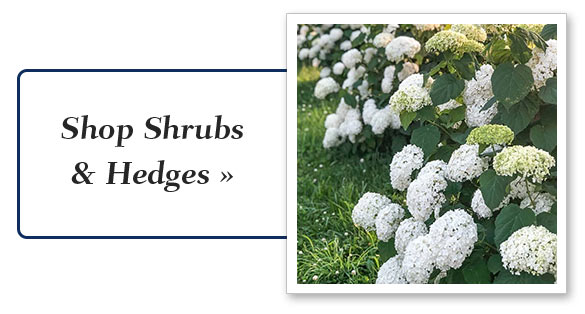 shrubs-hedges