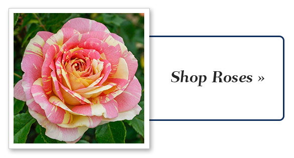 Shop the Sale