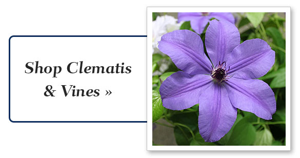 vines_climbers