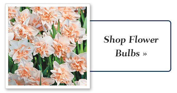 flower_bulbs