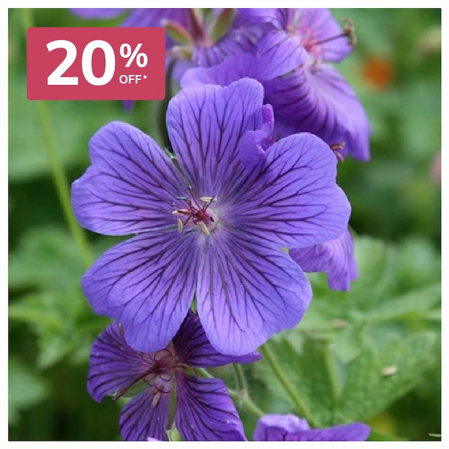 Geraniums