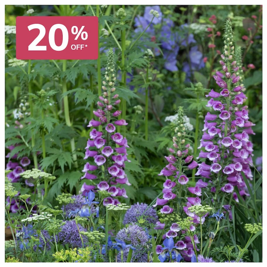 Summer interest plants 