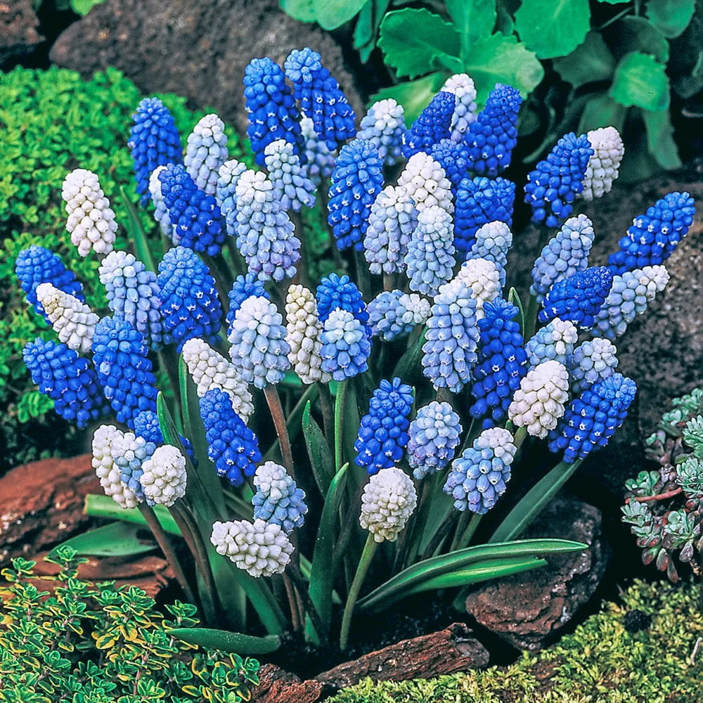 Muscari Magic Carpet Mix
