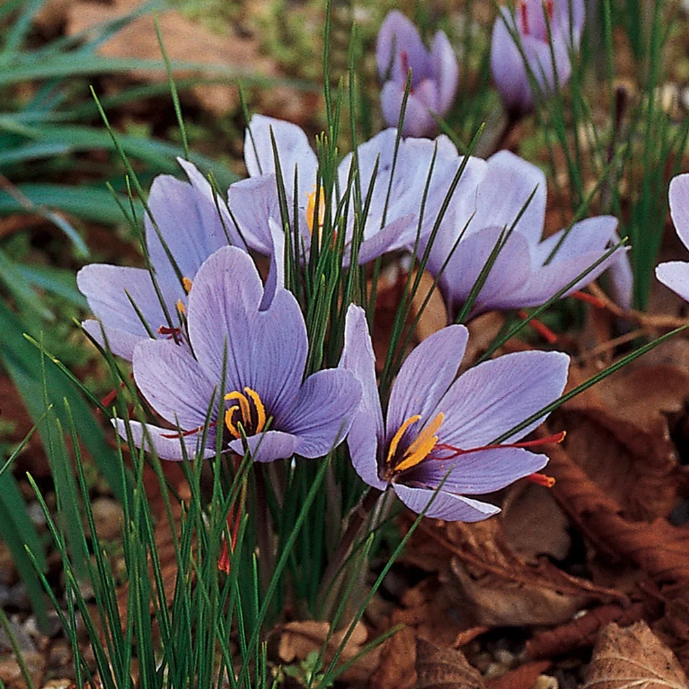 Saffron Crocus