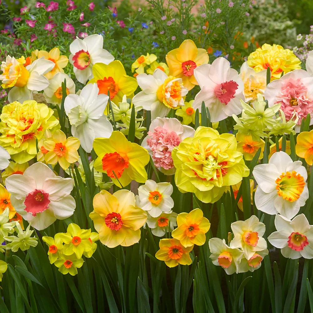 Spring Bonanza Daffodil Mixture