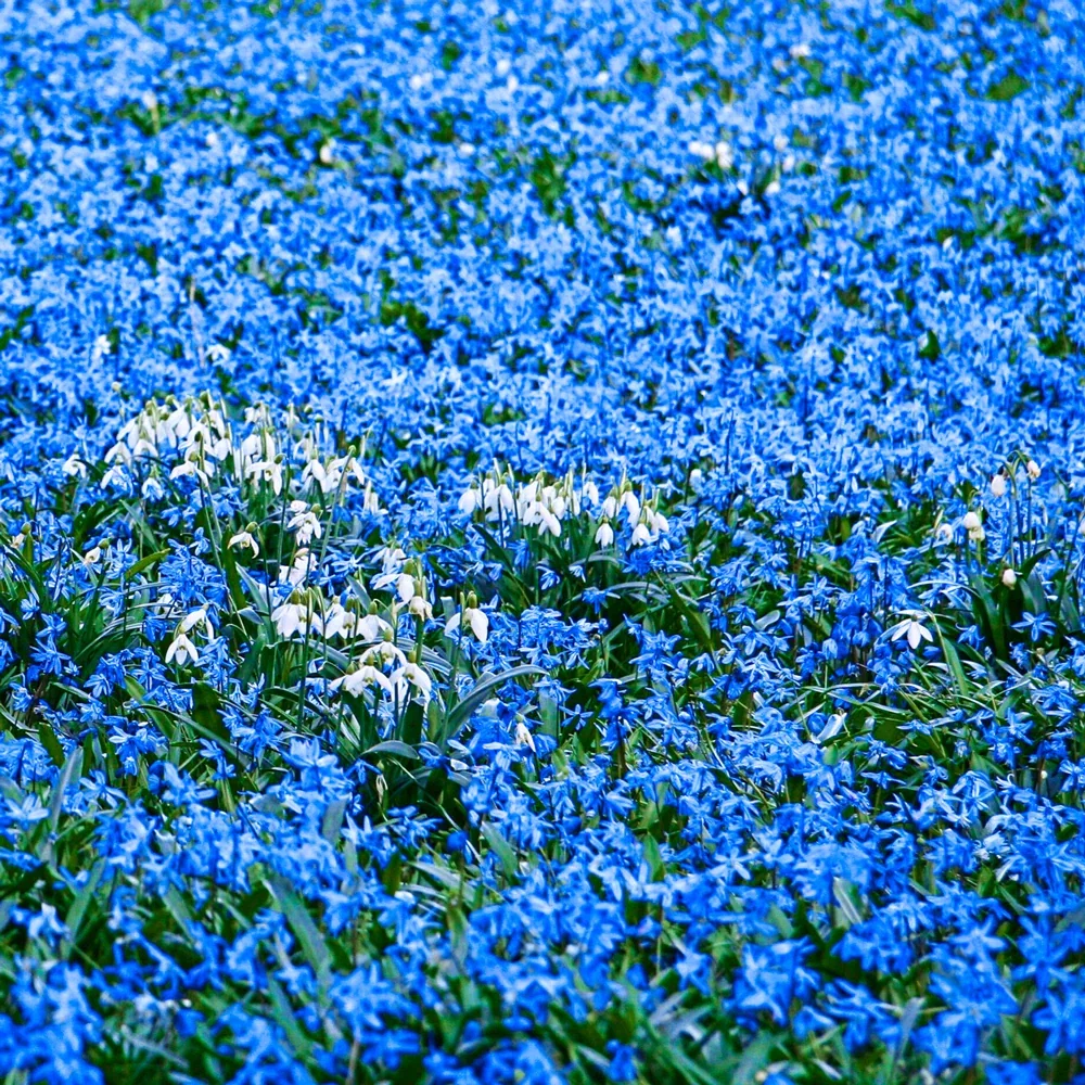 Scilla siberica (Siberian Squill)