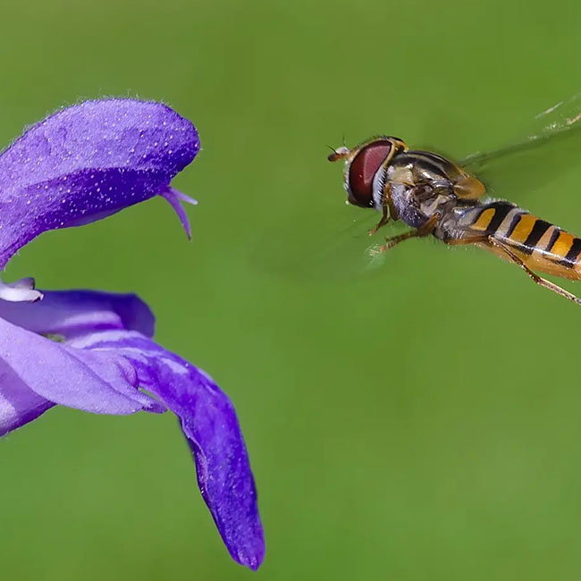 Makrofotografie in der freien Natur