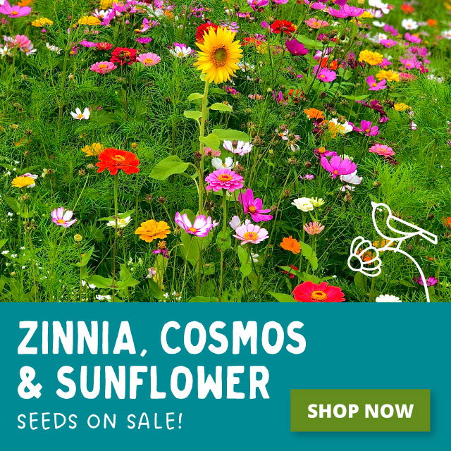Sunflowers & Cosmos