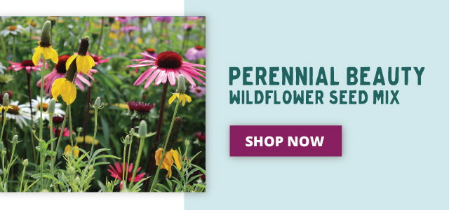 Perennial Beauty Wildflower Seed Mix