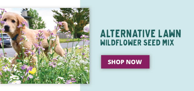 Alternative Lawn Wildflower Seed Mix