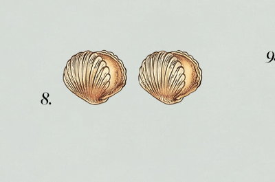Scallop Wrap Huggies