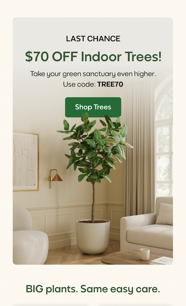 $70 OFF Indoor Trees!