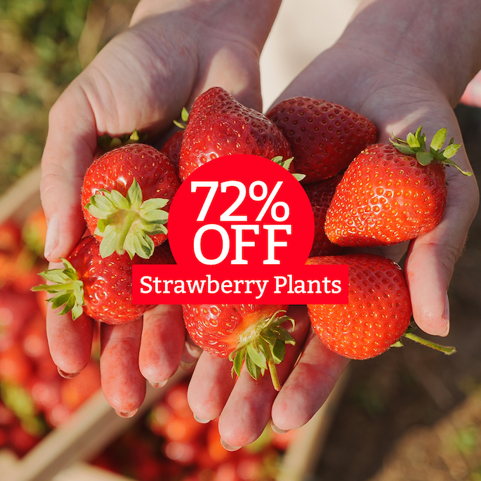 Strawberry Plants: 72% Off