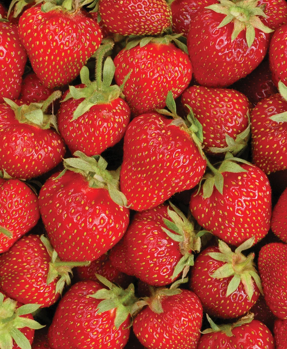 Image of Ozark Beauty Everbearer Strawberry - 20 root divisions