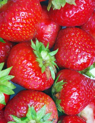 Image of Éclair Junebearer Strawberry - 20 root divisions