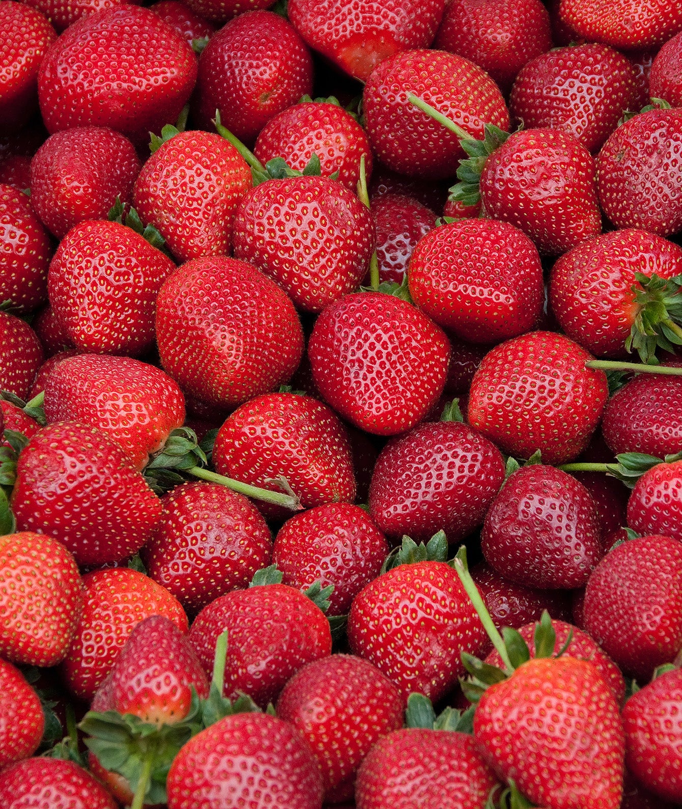 Image of Quinault Everbearer Strawberry - 20 root divisions