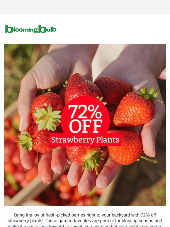 Juicy Deal: Save 72% on Strawberry Plants