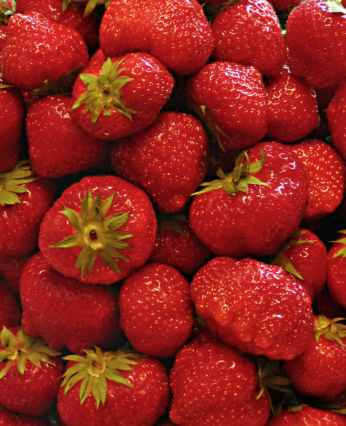 Image of Eversweet Everbearer Strawberry - 20 root divisions