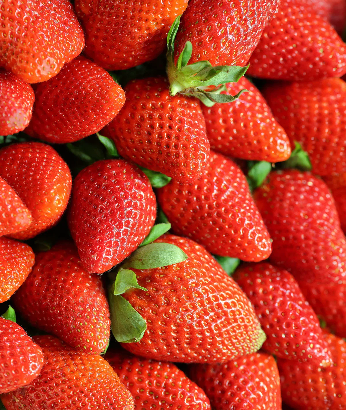 Image of Allstar Junebearer Strawberry - 20 root divisions