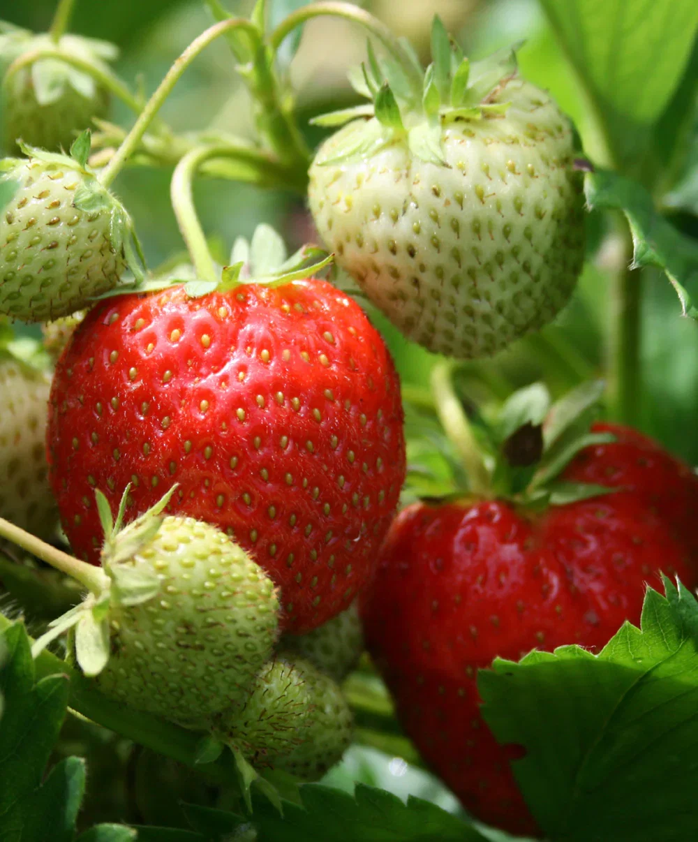 Image of Sequoia Junebearer Strawberry - 20 root divisions