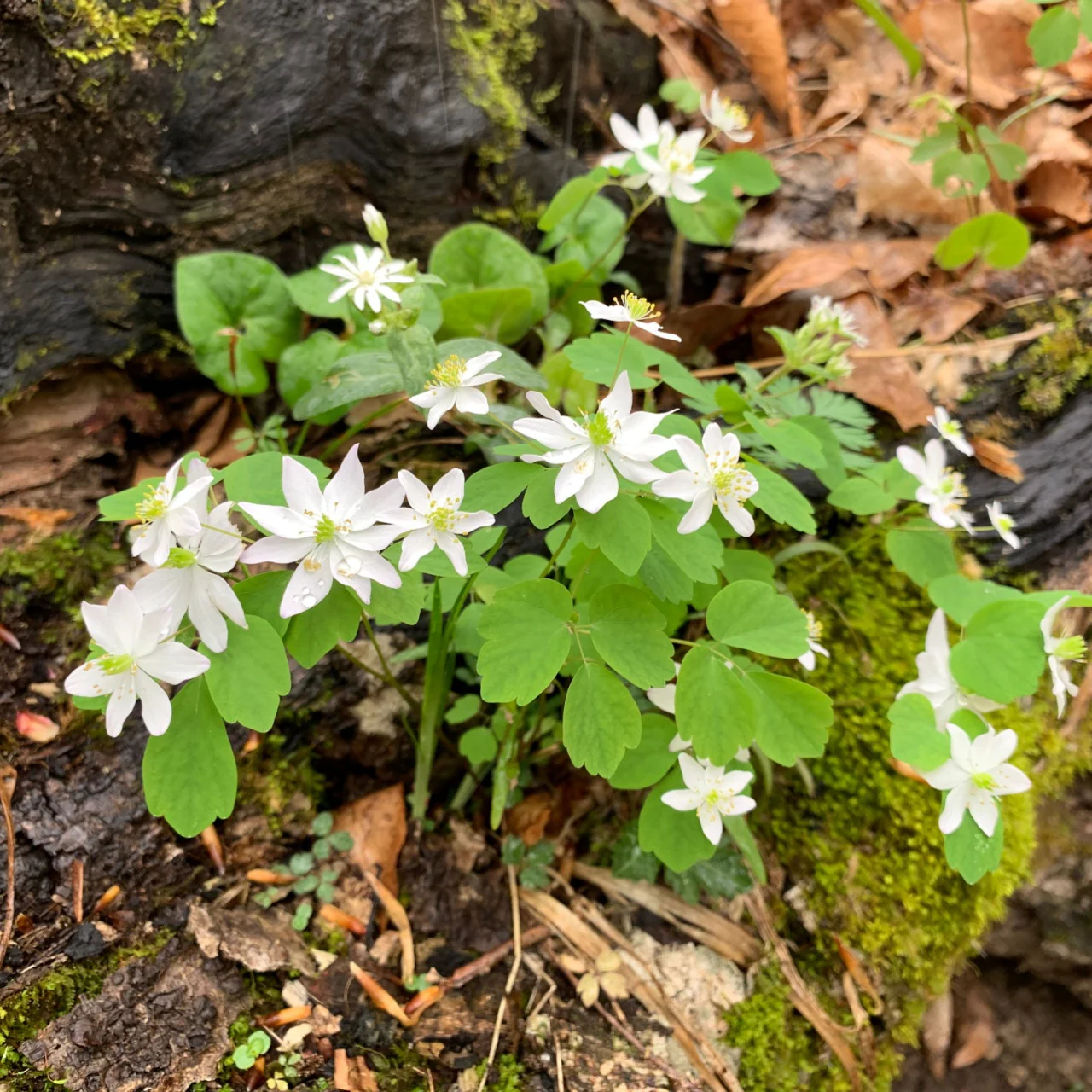 Image of Anemone Flower
