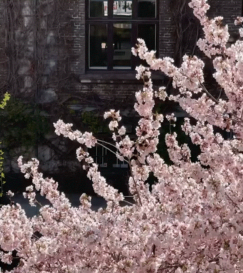 The Cherry Blossom Print