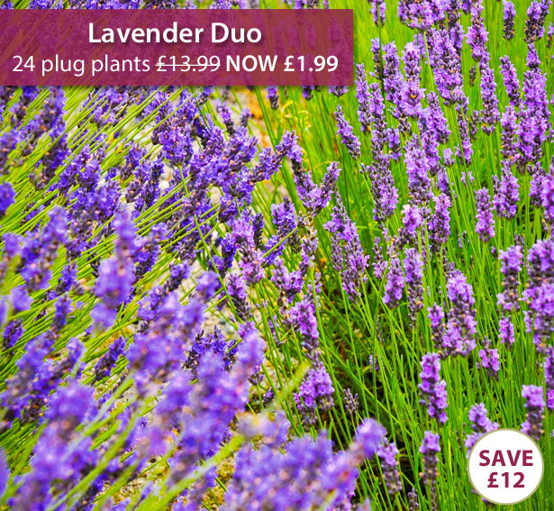 Lavender Duo