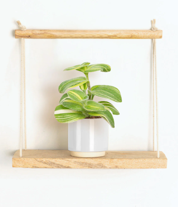 Lil' Variegated White Velvet